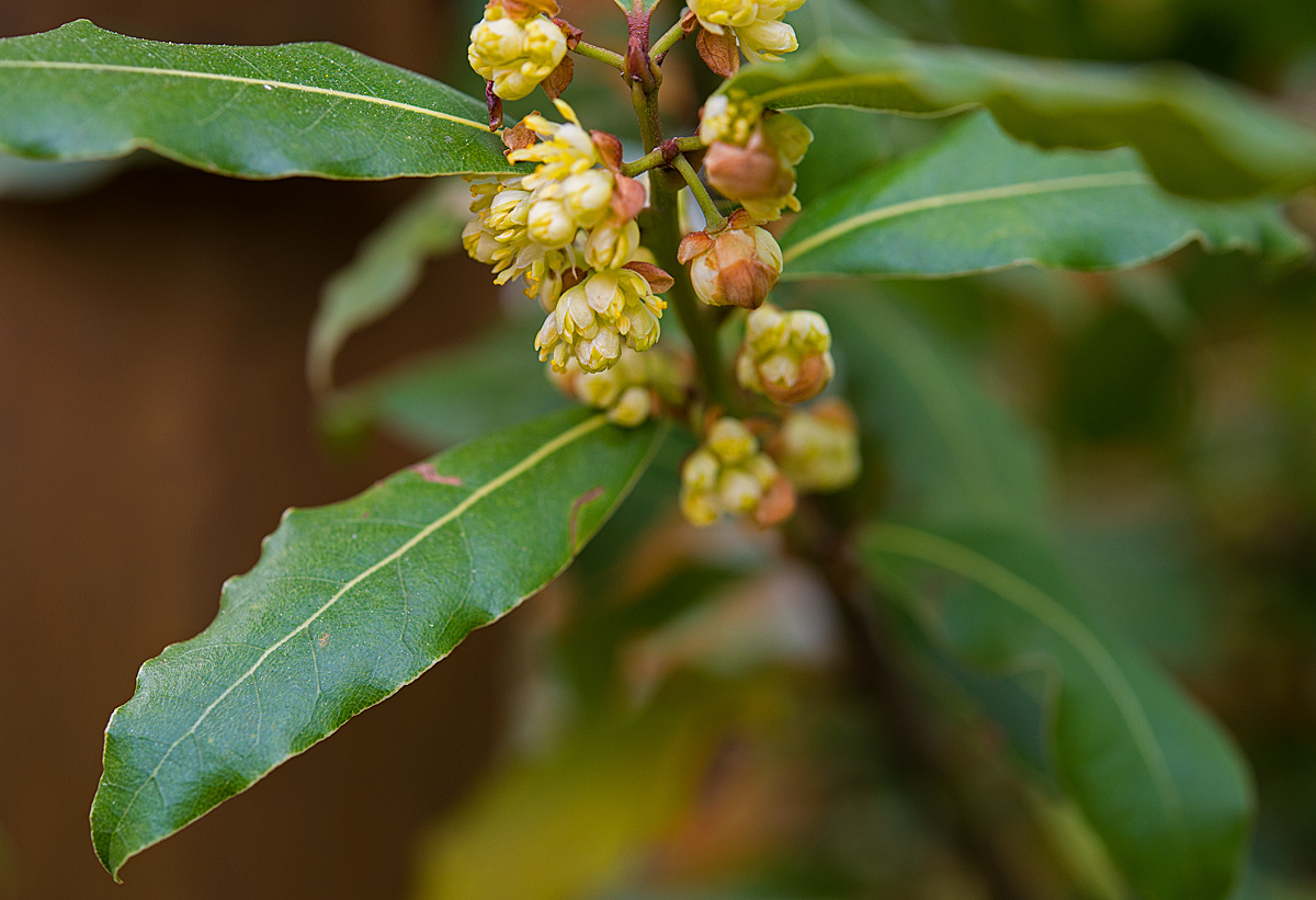 Lorbeerblüte