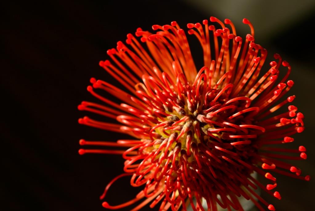 LOT6770 Protea