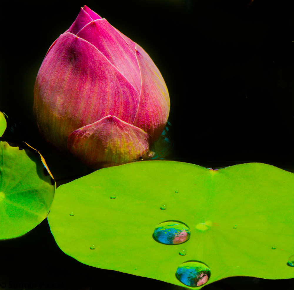 Lotus Blüte