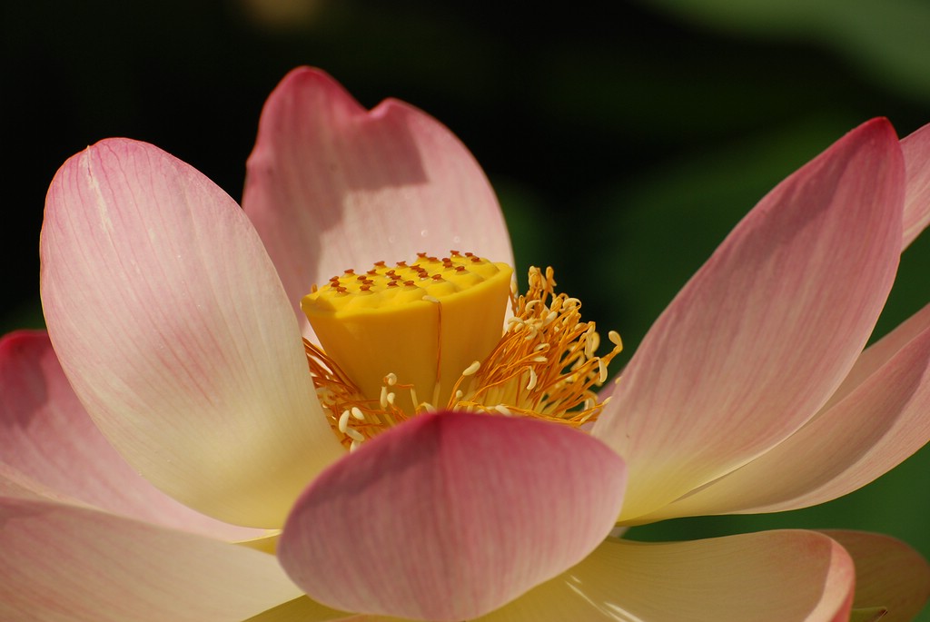 Lotusblüte