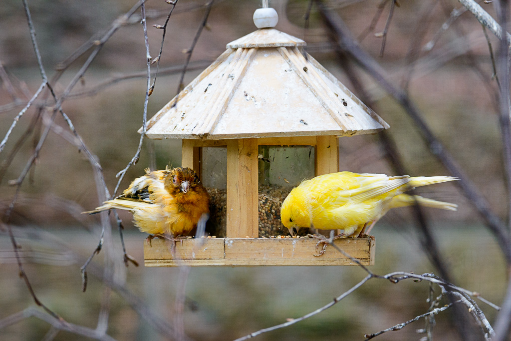 LR5.7, ISO 2000, 1/800 Sek. bei f/6,0, 350 mm.