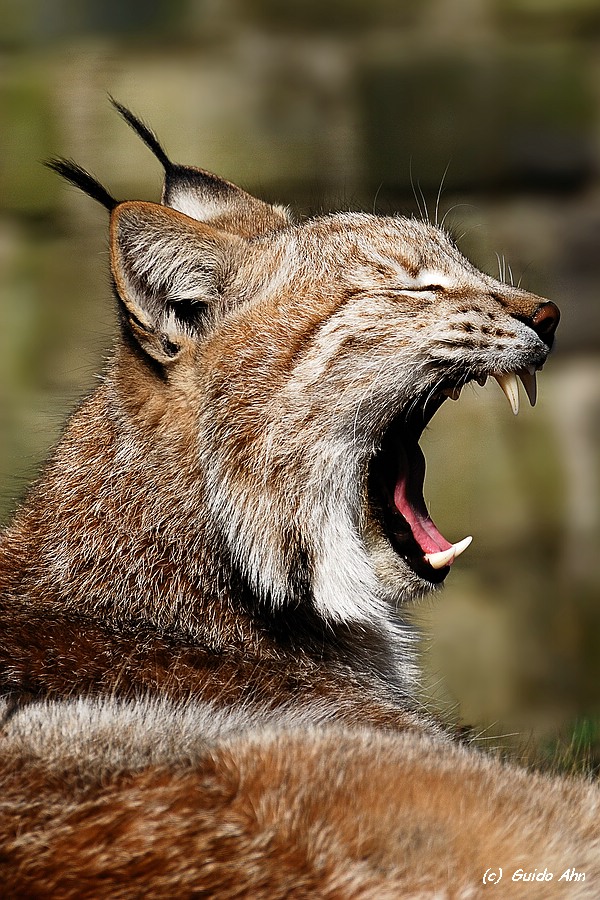 Luchs 1-Tierpark Aachen