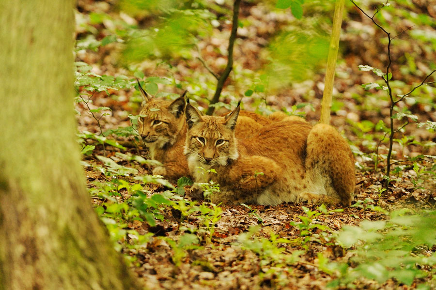 Luchs 1