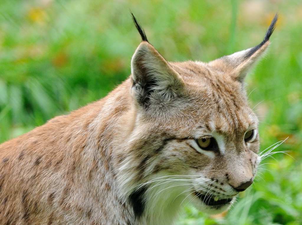 Luchs 1