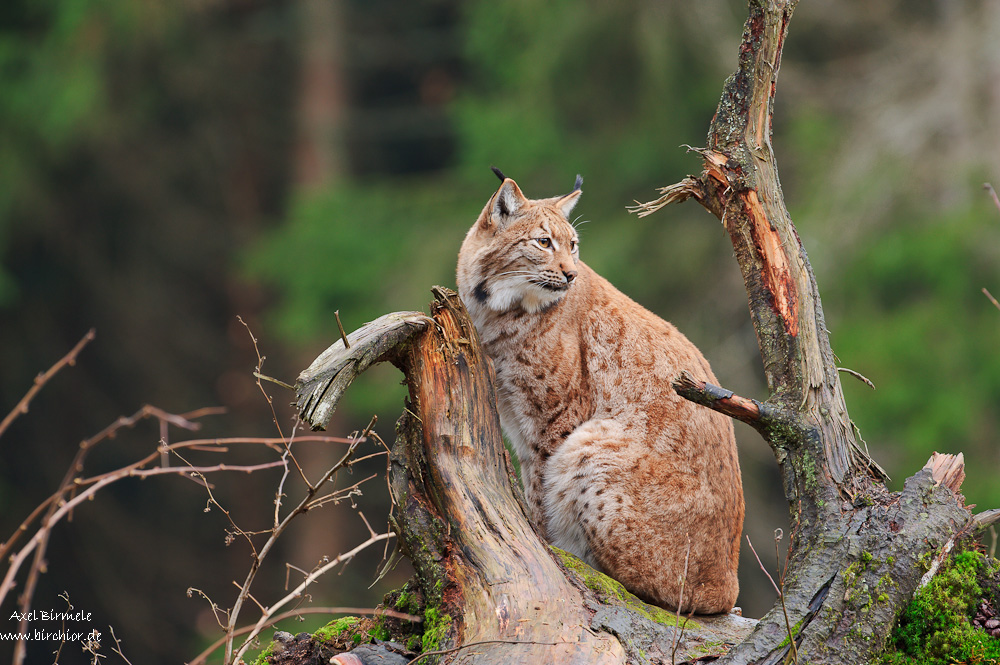 Luchs 10B 0130 21. November 2010 001