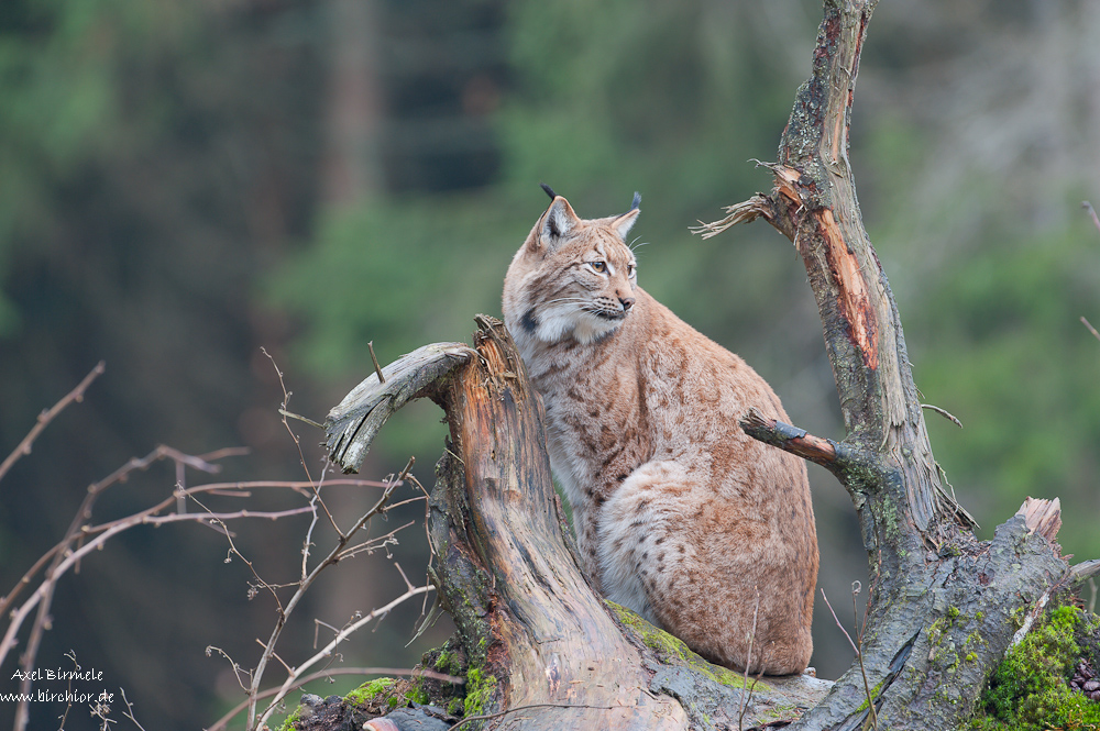 Luchs  10B 0130 21. November 2010 001