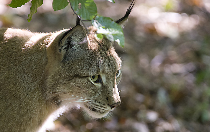 Luchs 2