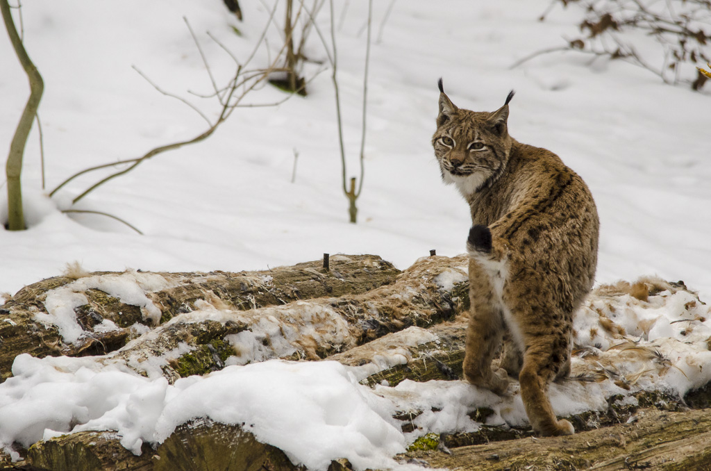 Luchs 2