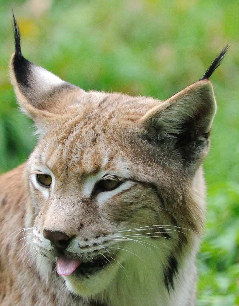 Luchs 2