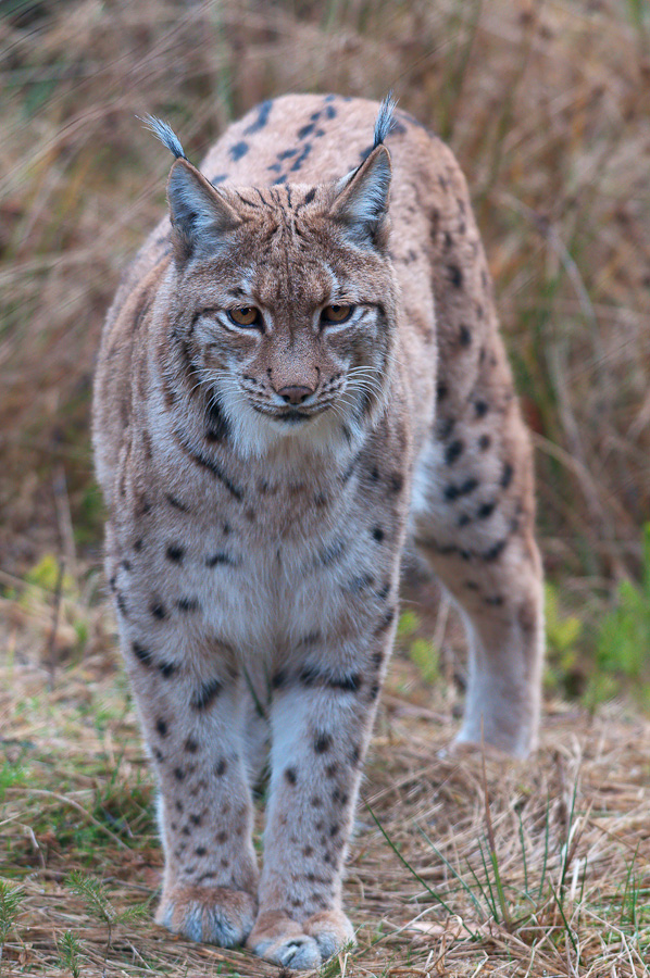 Luchs 2