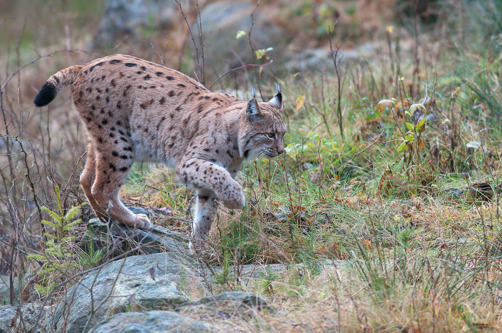 luchs 3 2