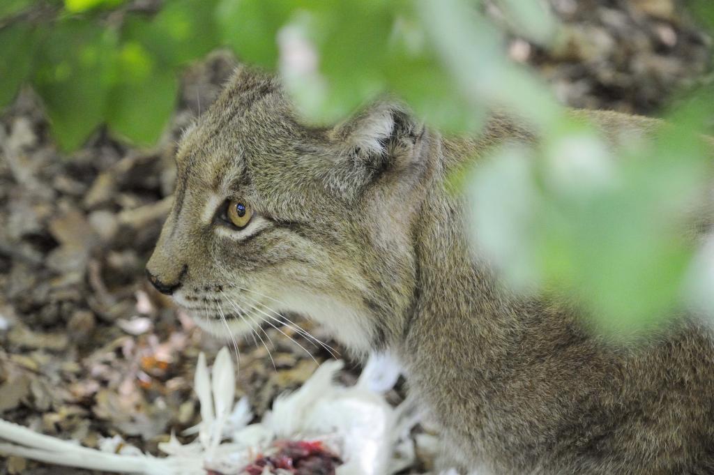 Luchs 3