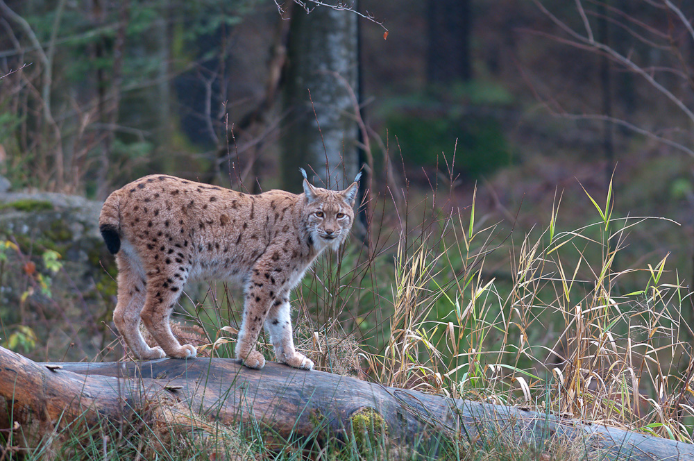 luchs 4