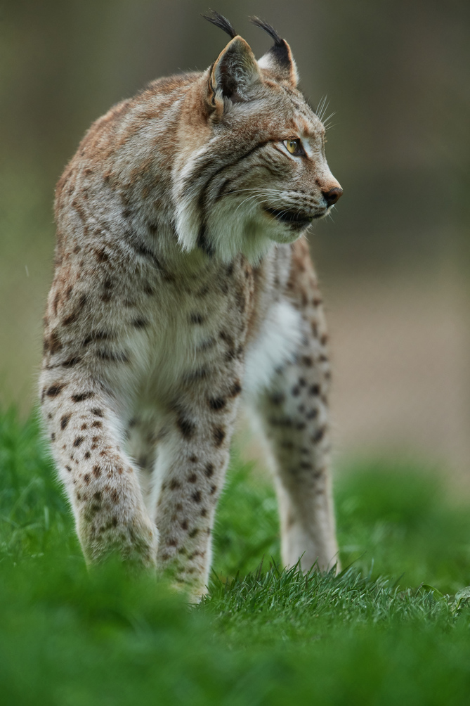 Luchs 5