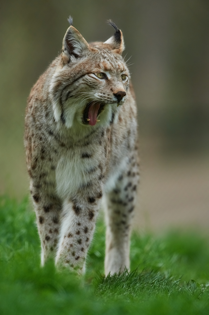 Luchs 6
