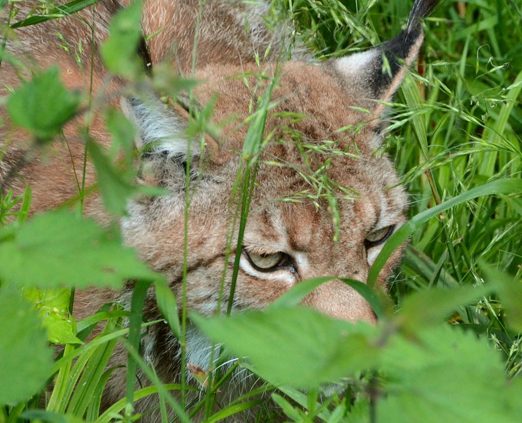 Luchs Augen NF