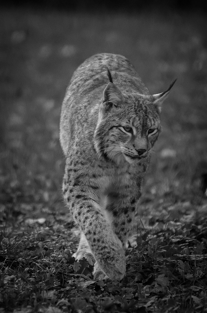 Luchs DSC 5367