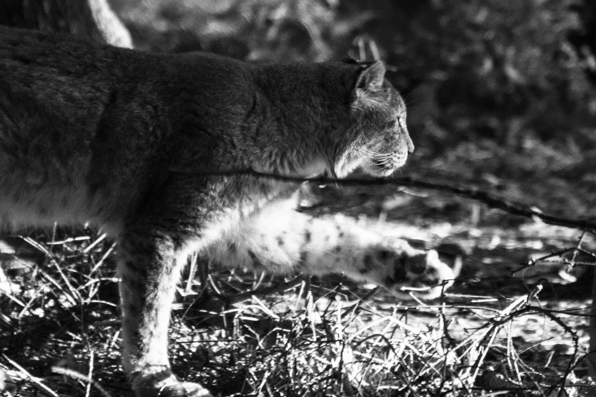 luchs gehend