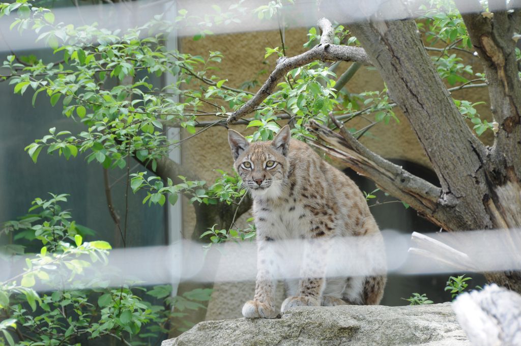 Luchs hinter Gitter
