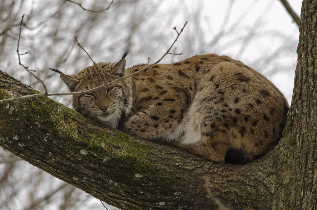 Luchs im Tierpark LAngnau am ALbis