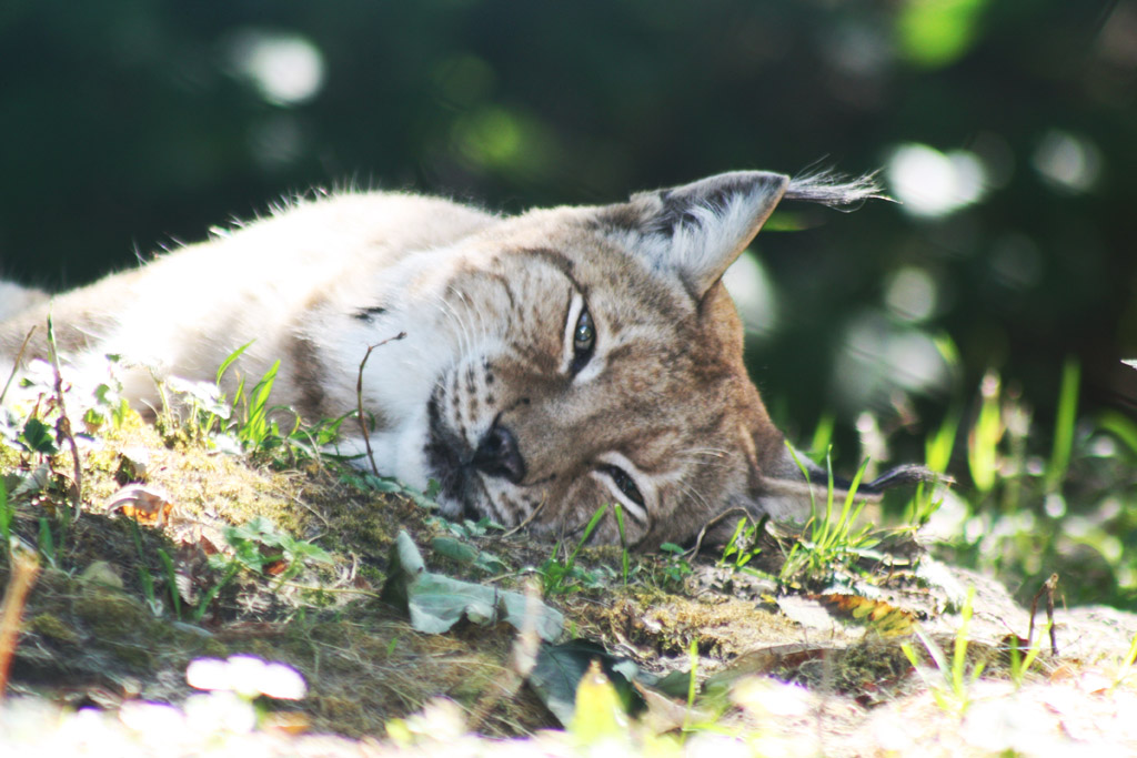 Luchs im Tierpark Rosegg, Kärnten