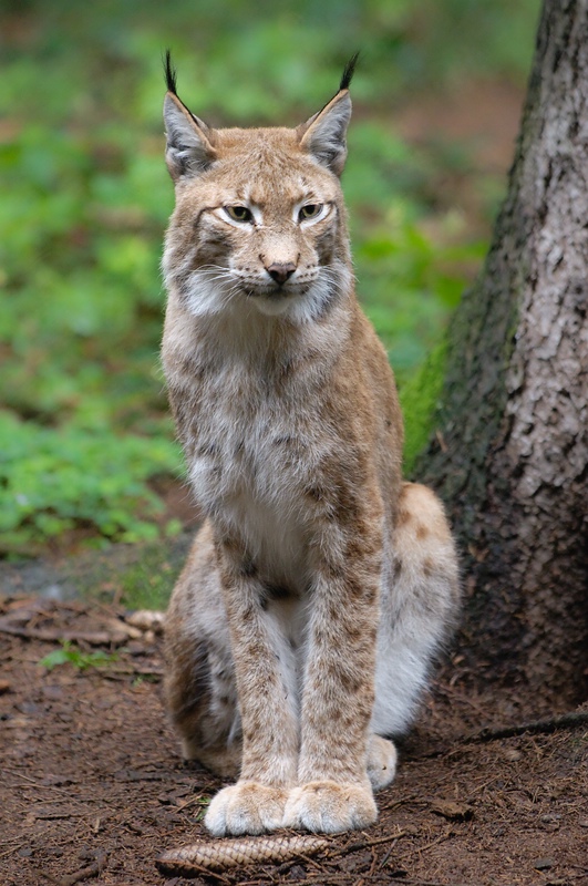 Luchs im Wildpark Poing