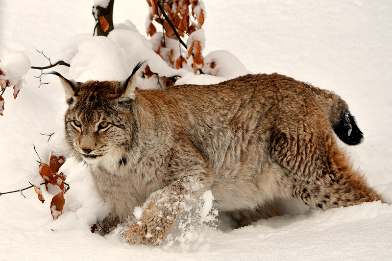 Luchs Kuder