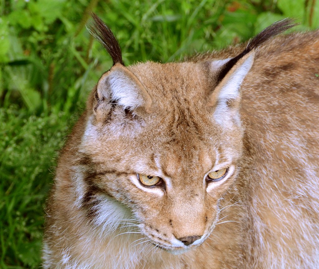 Luchs Portrait 02 NF
