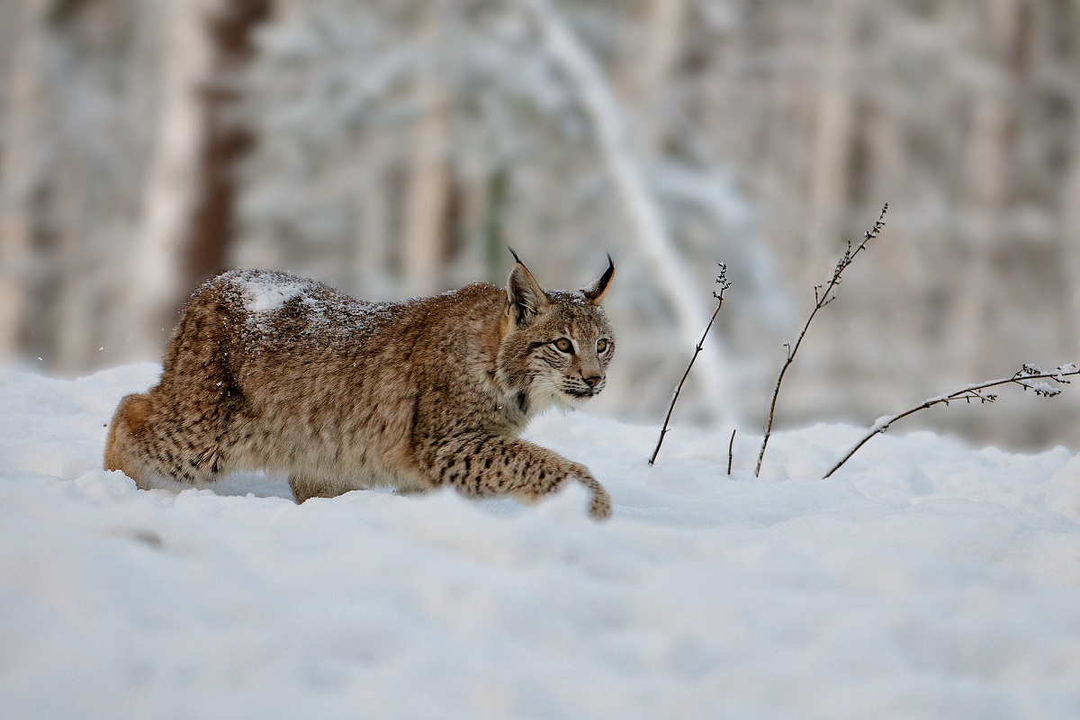 Luchs Schnee