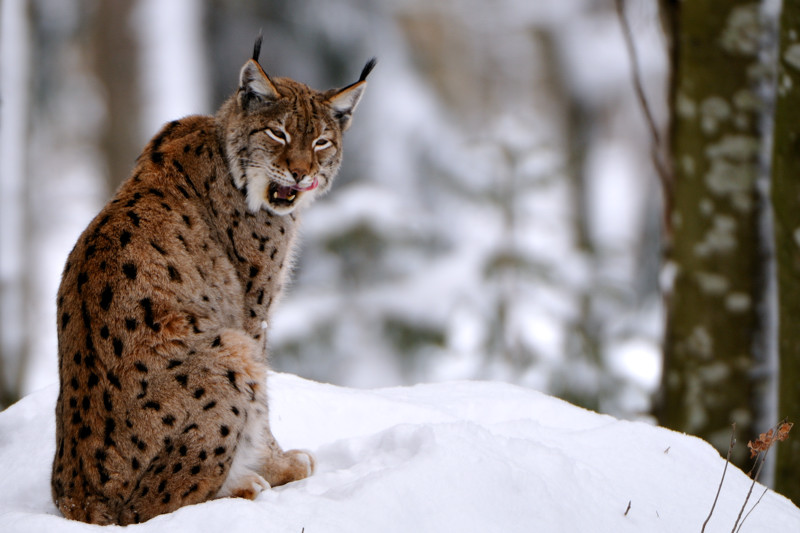 Luchs Weibchen