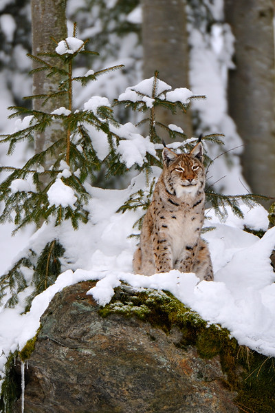 Luchs Weibchen