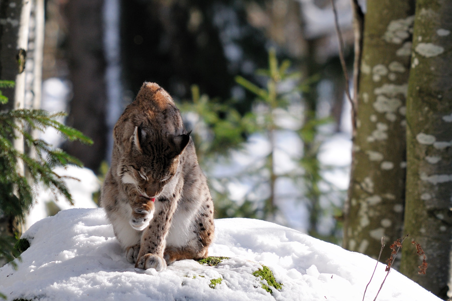 Luchs