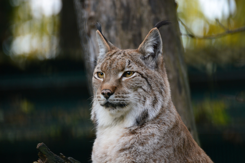 Luchs