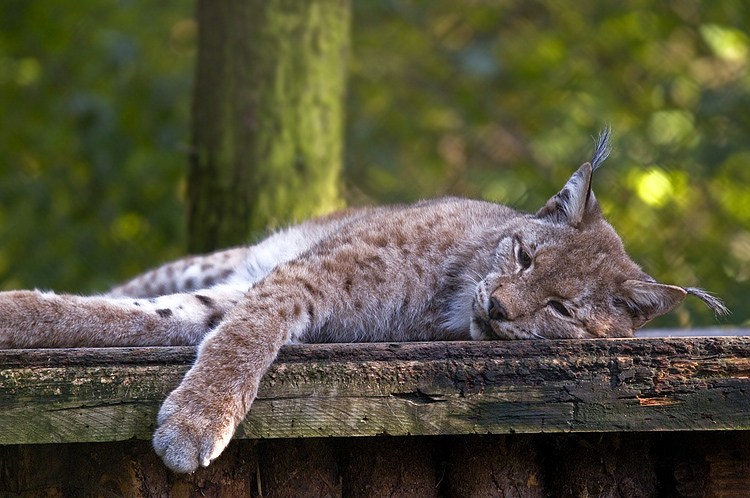 luchs