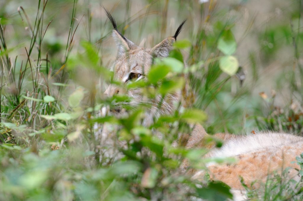 Luchs