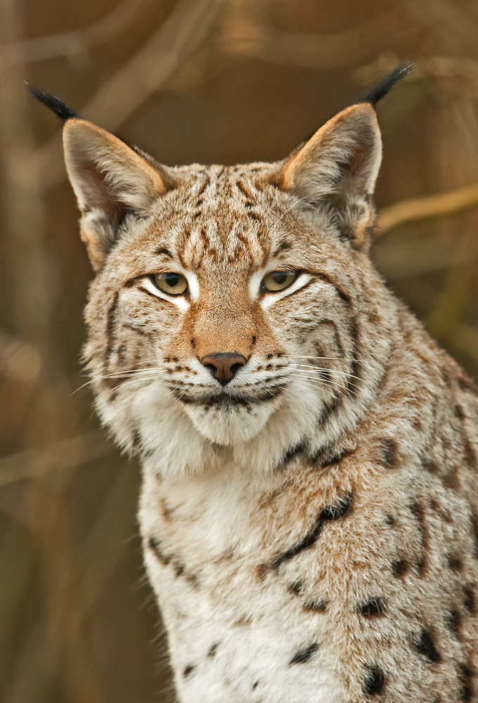 Luchs