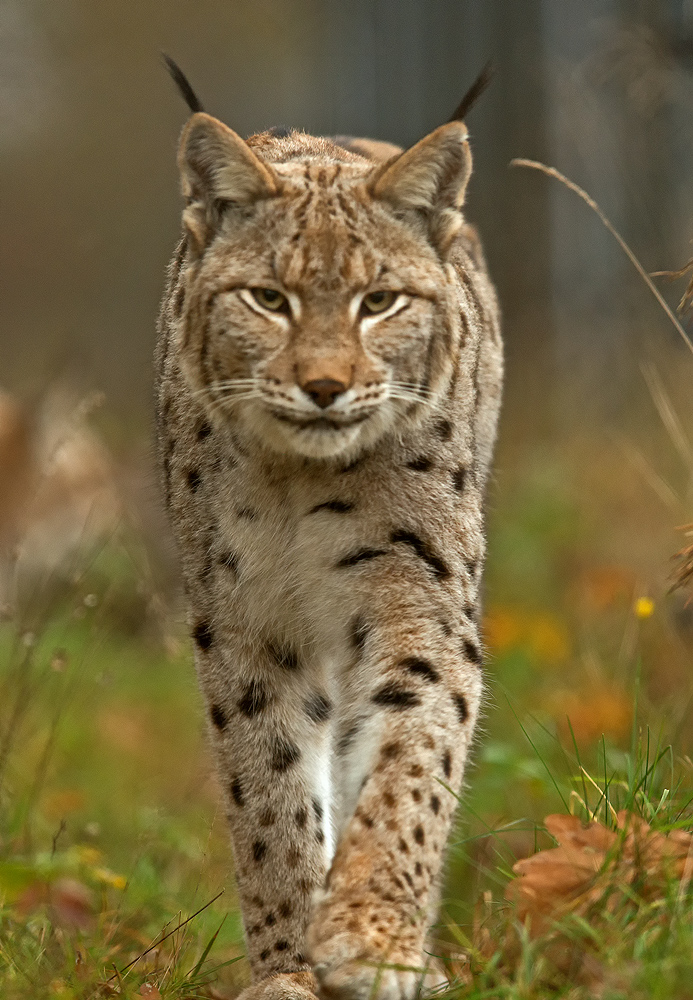 Luchs