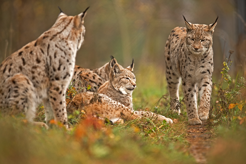 Luchs