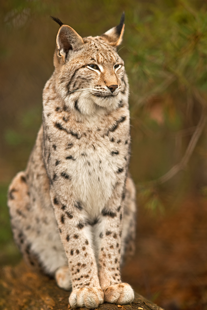 Luchs