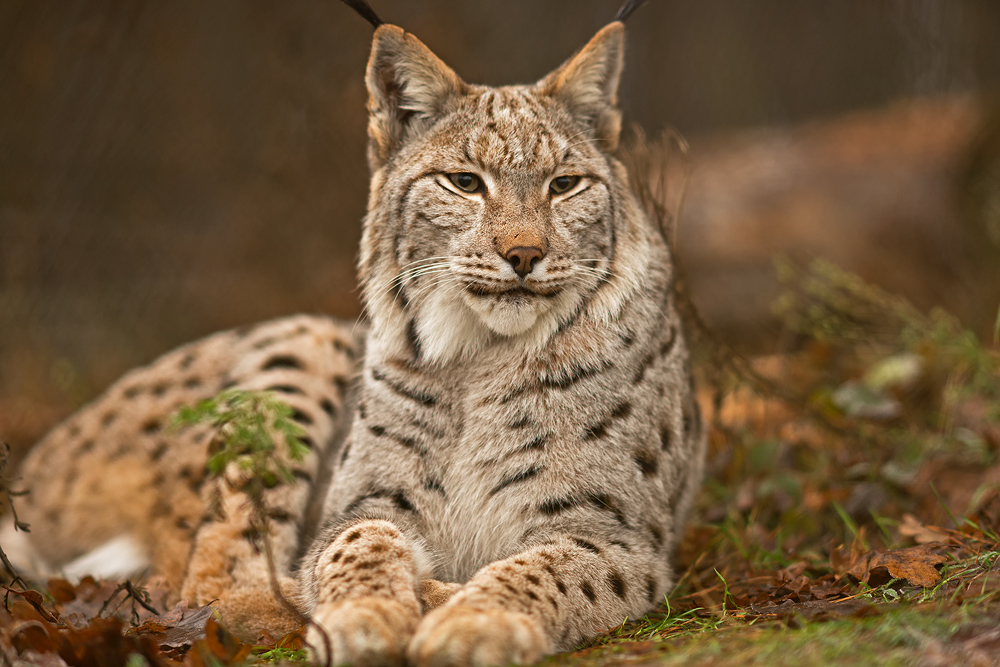 Luchs