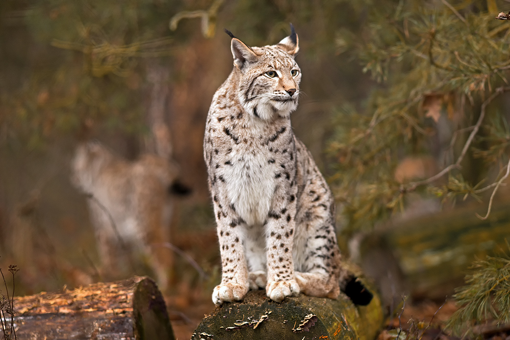 Luchs