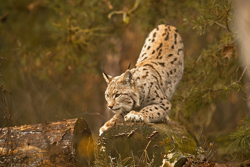 Luchs