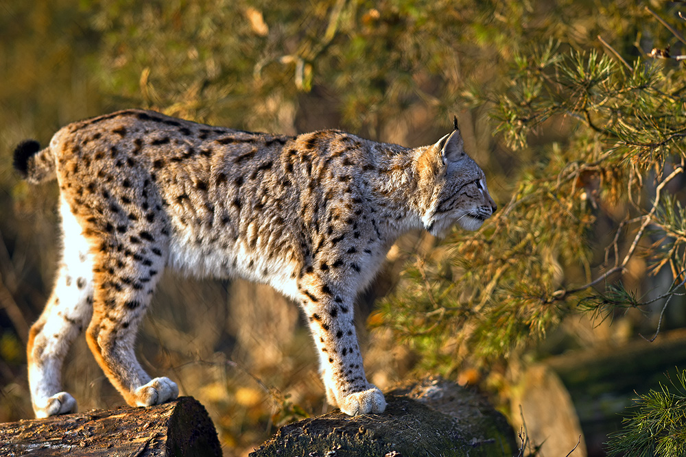 Luchs