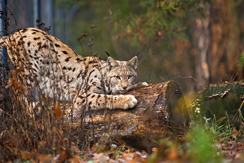 Luchs