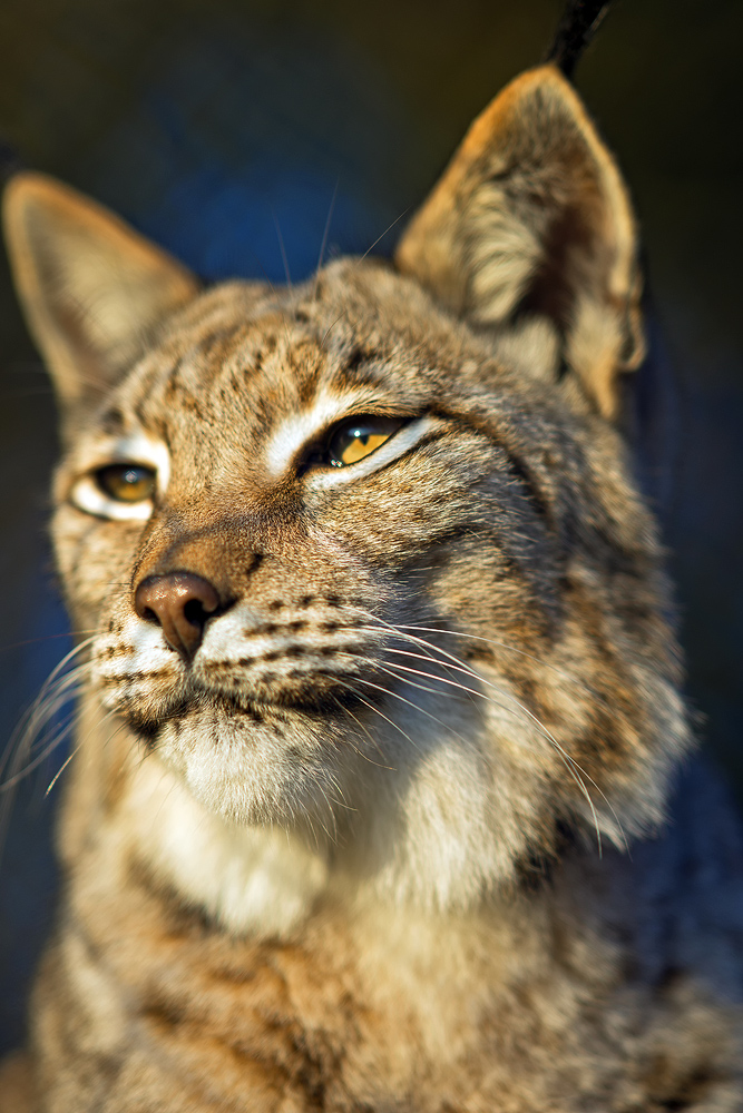 Luchs