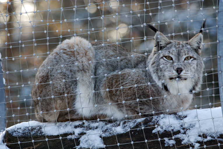 Luchs