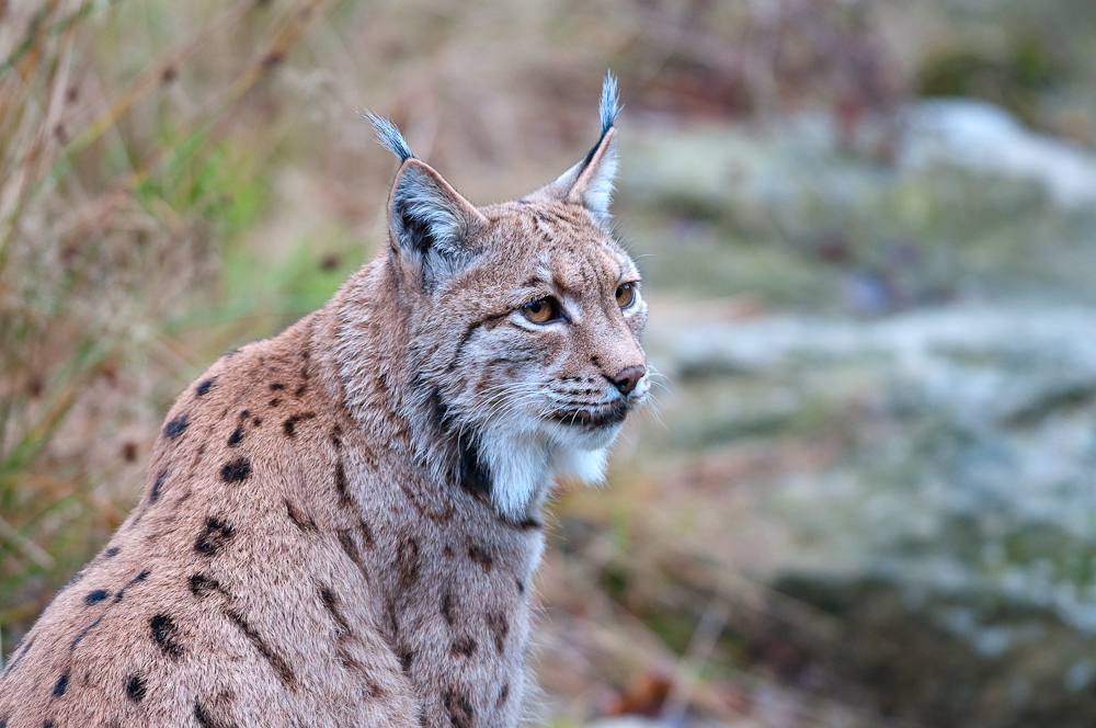 Luchs