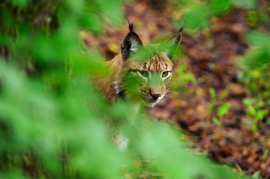 Luchs3