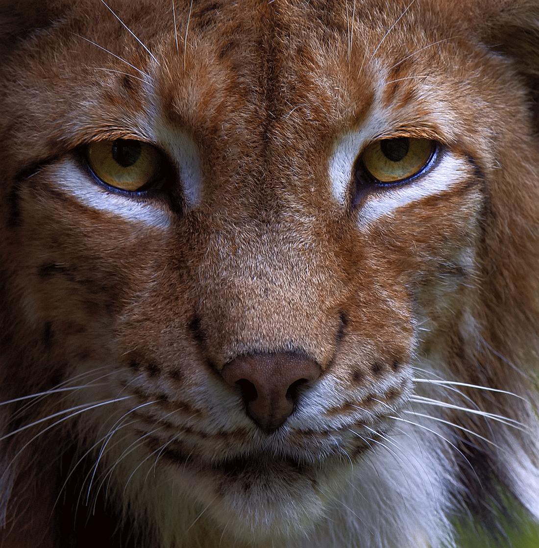 Luchsportrait