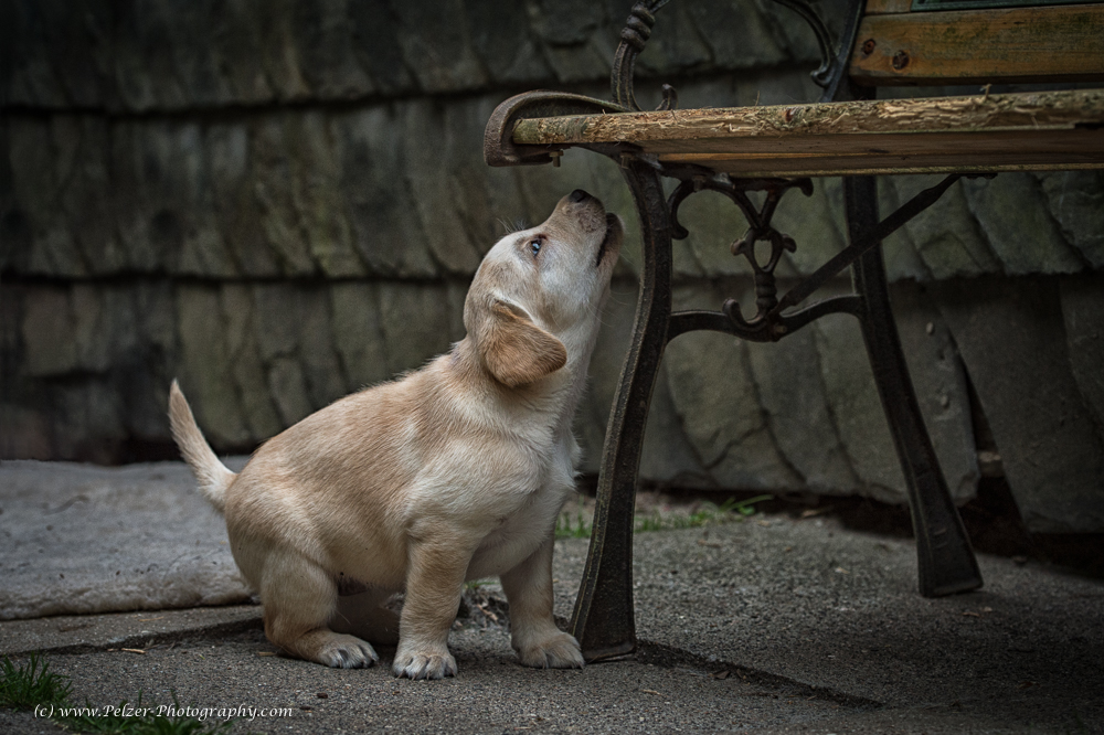Lucky Lola of Hanging Rock, Labrador, 5 Wochen, 28May2015